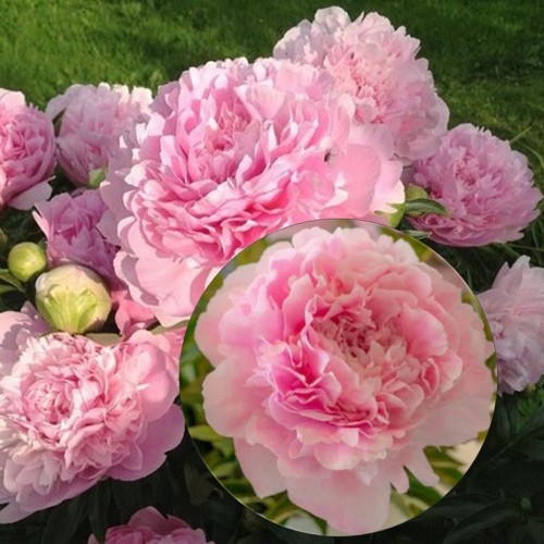 Paeonia lactiflora 'Dinner Plate' - Valgeõieline pojeng 'Dinner Plate' C4/4L